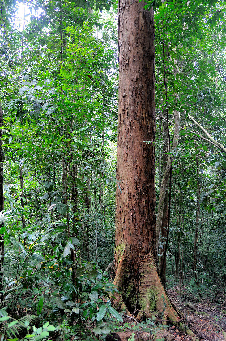 Large Dipterocarp Tree