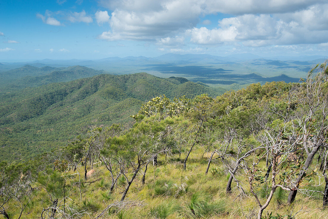 Tropical woodlands, Alkoomie Station, Cooktown