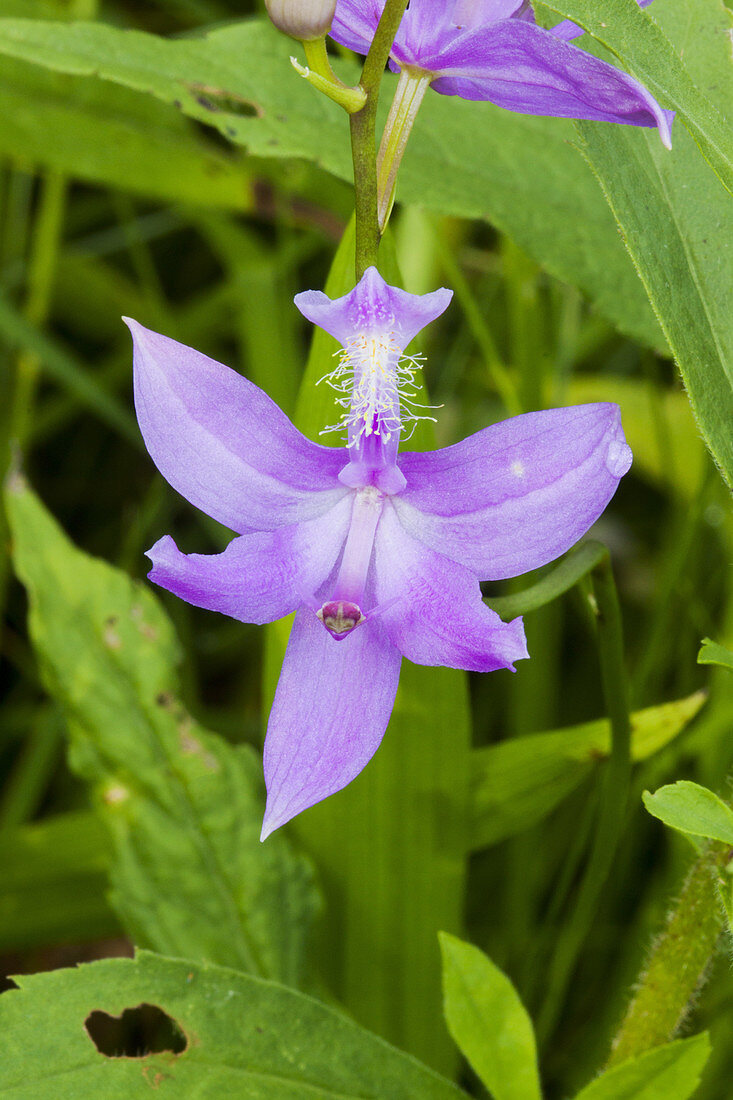Calopogon Orchid