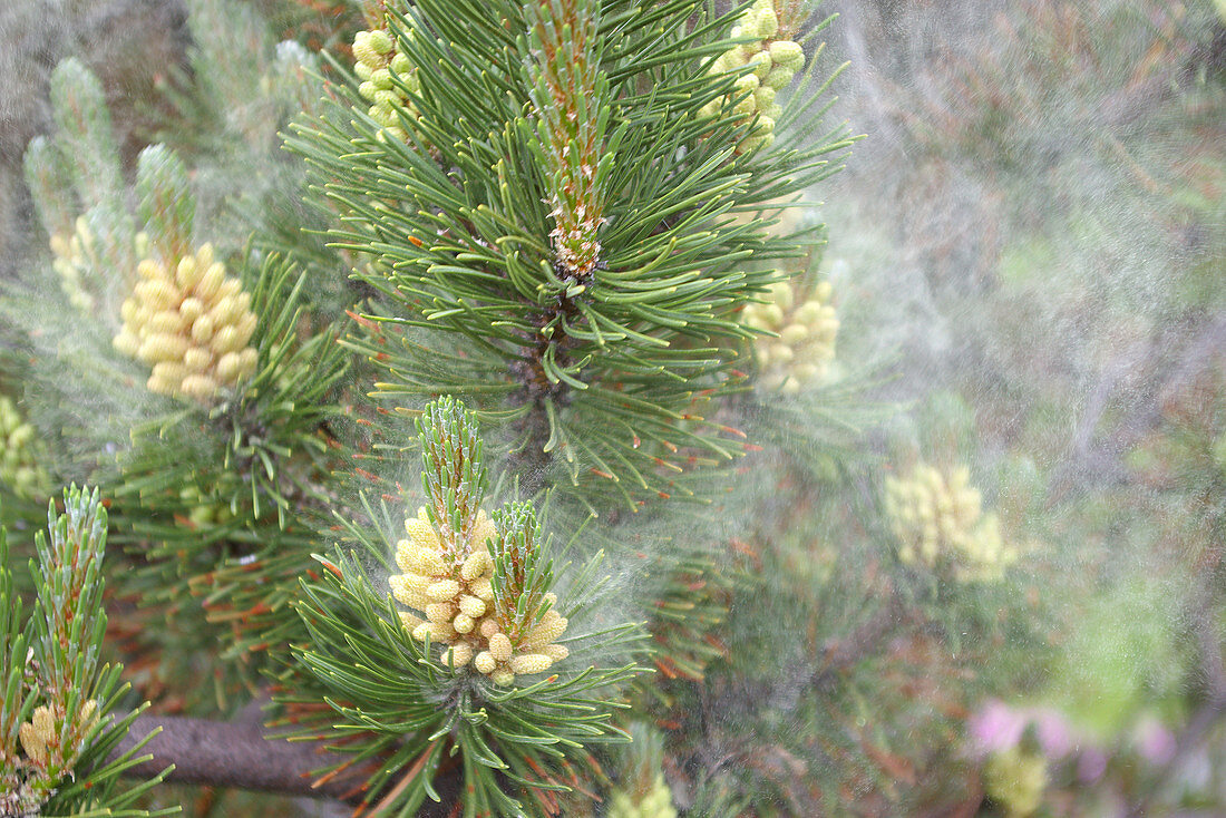 Pollen clouds from Mugo pine