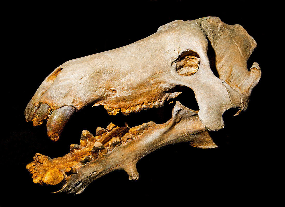 Dinohyus Skull Fossil, 20 Million Years Old