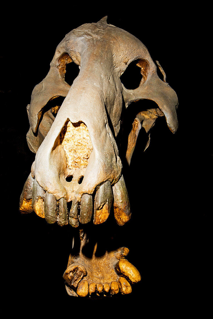 Dinohyus Skull Fossil, 13 Million Years Old