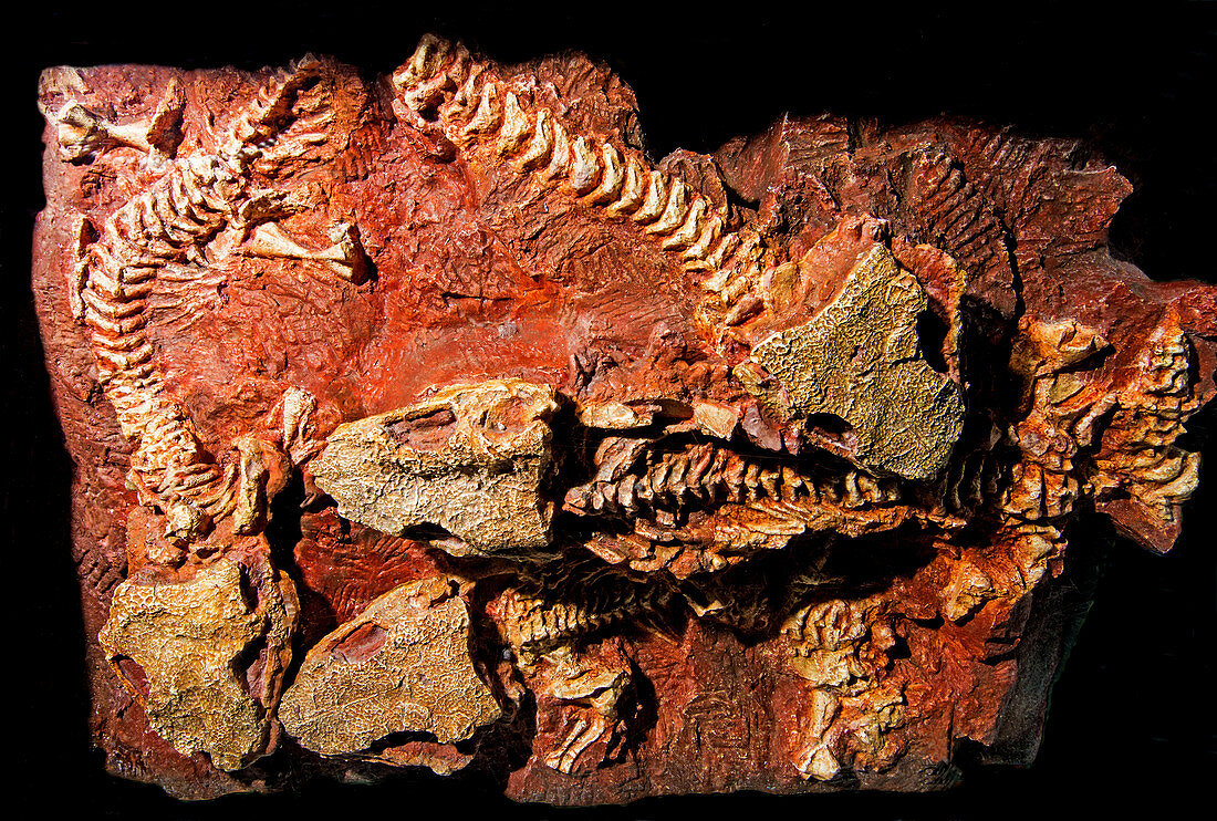 Seymouria Early Permian Amphibian Fossil