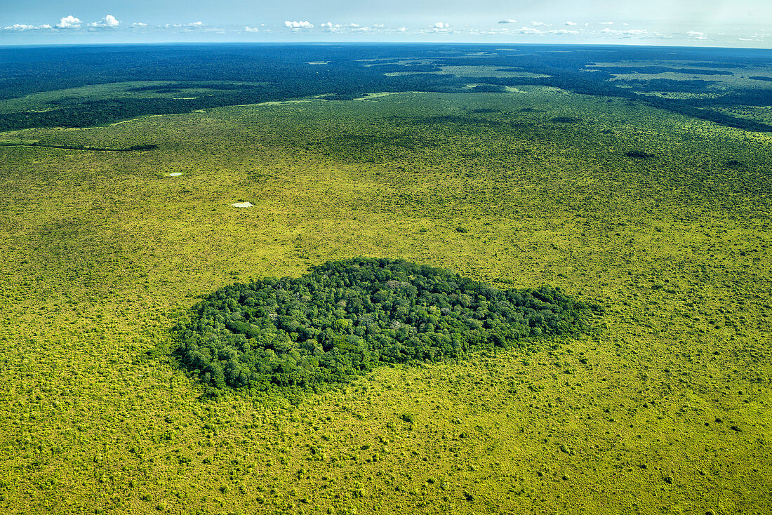 Jungle In The Midst Of Grassland, Congo