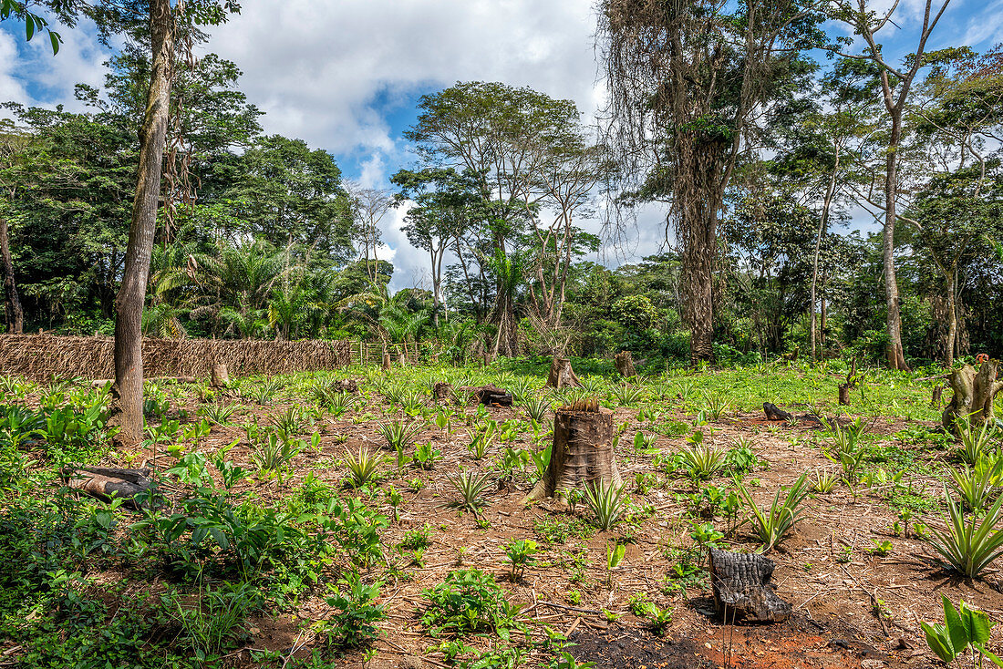 Rainforest Clearing, Odzala, Congo