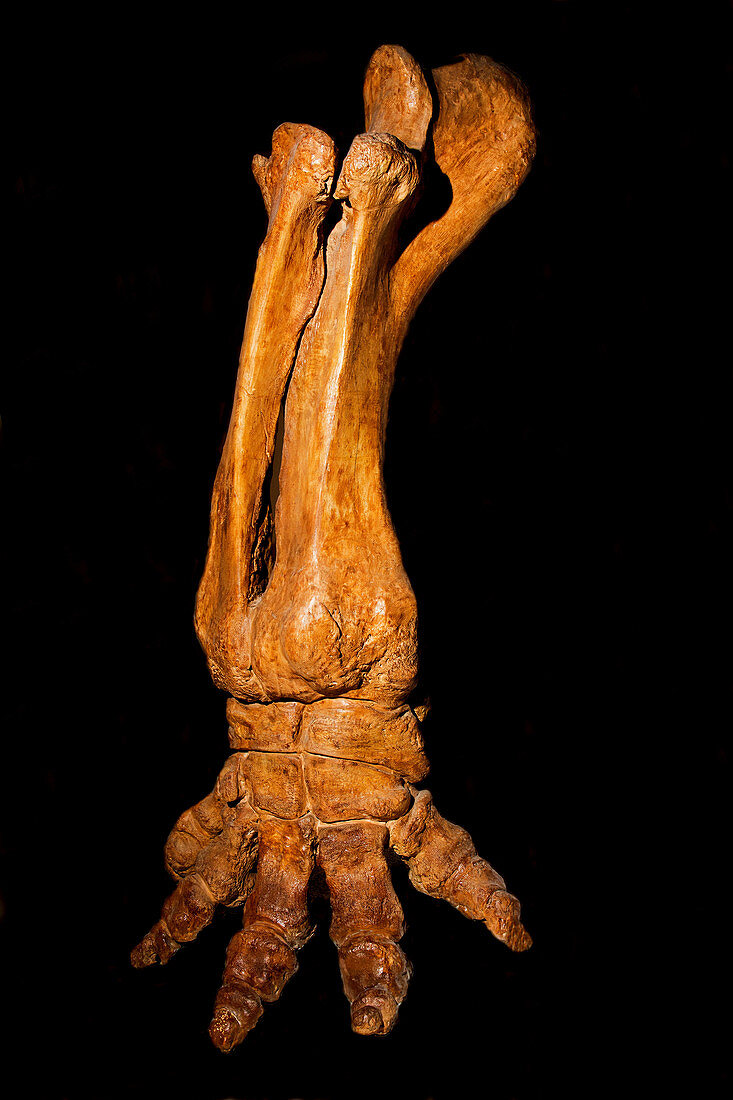 Short Jawed Gomphothere Leg and Foot Fossil
