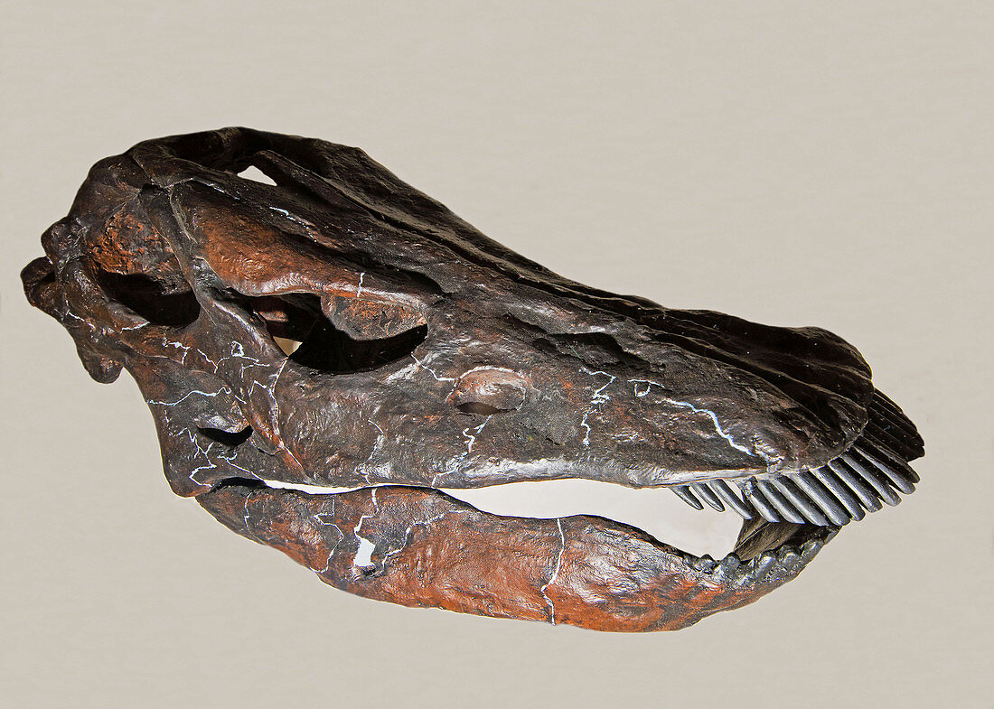 Diplodocus Skull Fossil