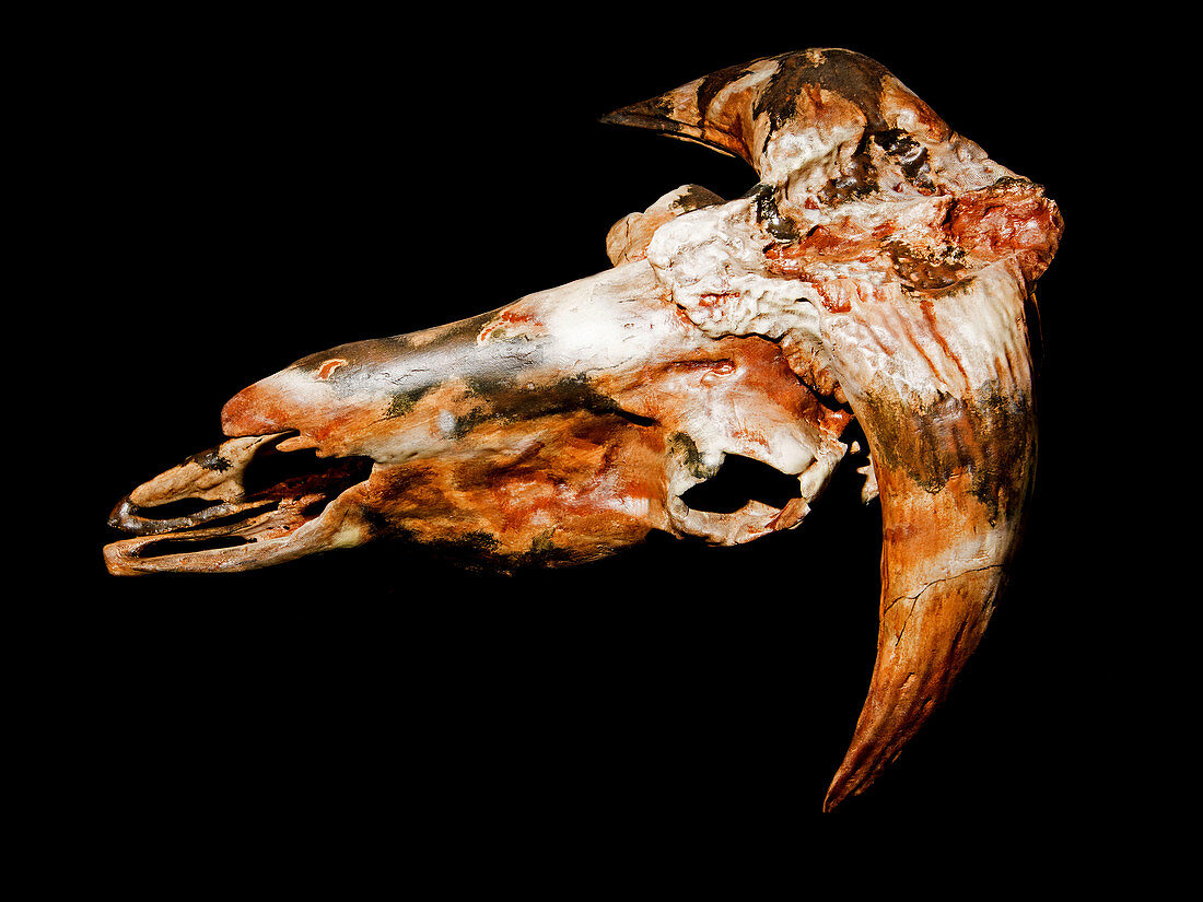 Helmeted Musk Ox Skull Fossil