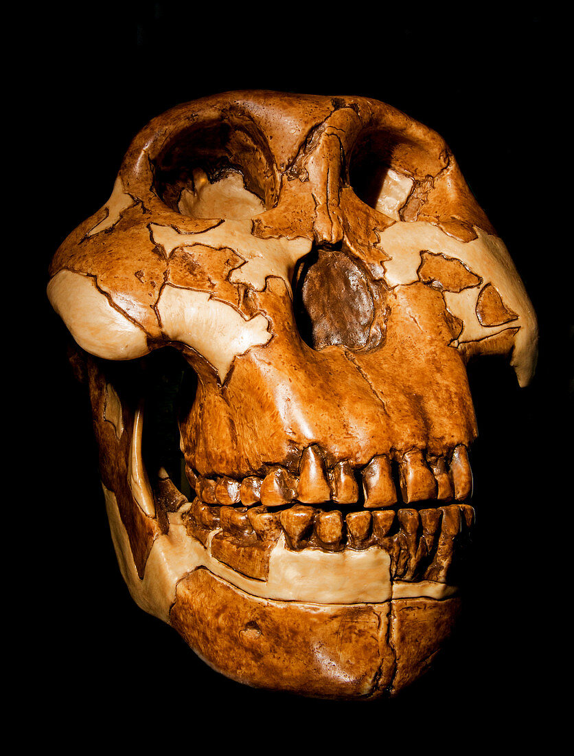 Australopithecus Paranthropus Skull