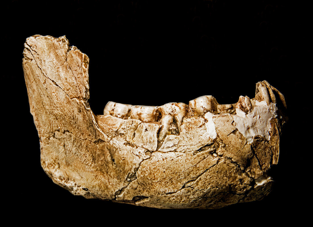 Australopithecus Boisei, Lower Jaw Fossil