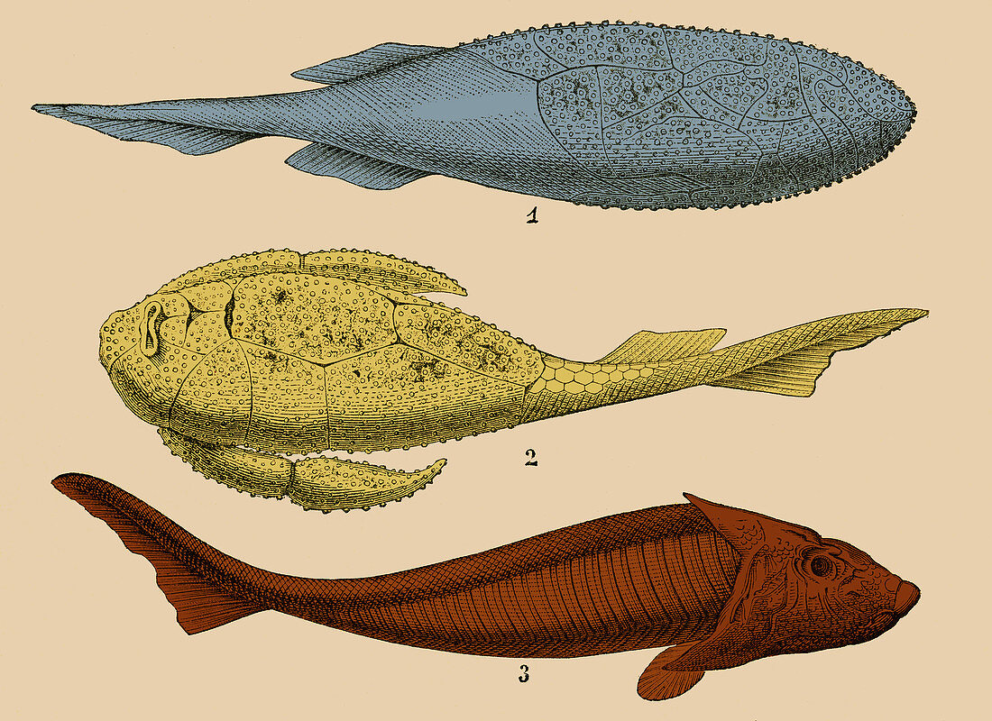 Armoured Fishes, Illustration