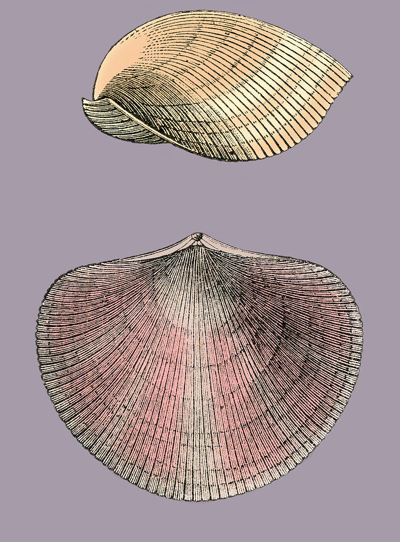 Devonian Brachiopod, Illustration