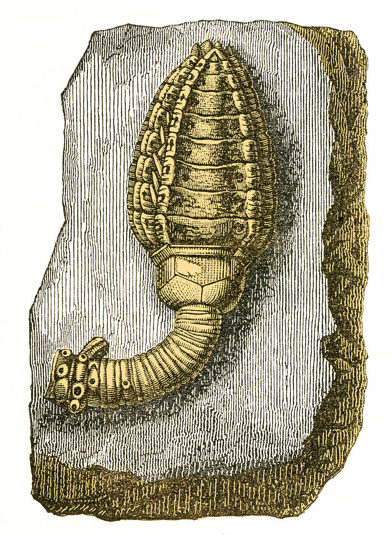 Devonian Crinoid, Illustration