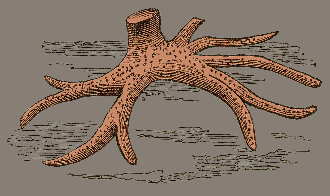 Fossil Tree Roots, Illustration