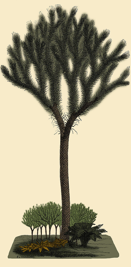 Lepidodendron Tree, Illustration