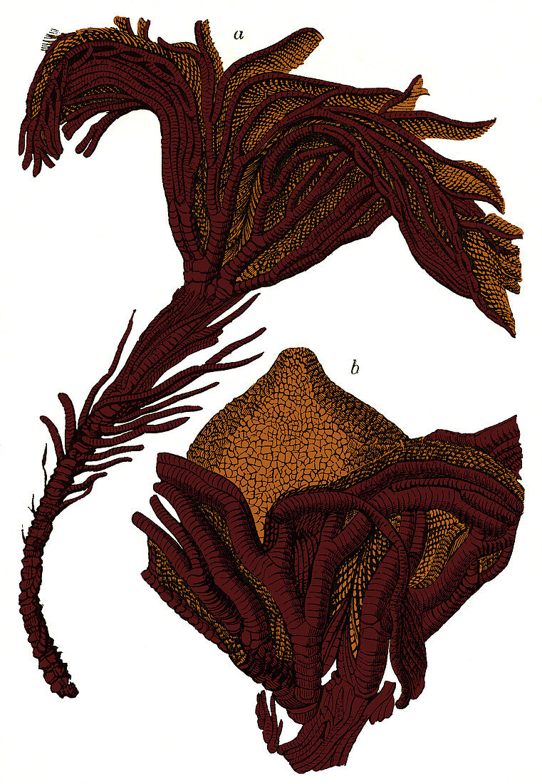 Crinoid Fossils, Illustration
