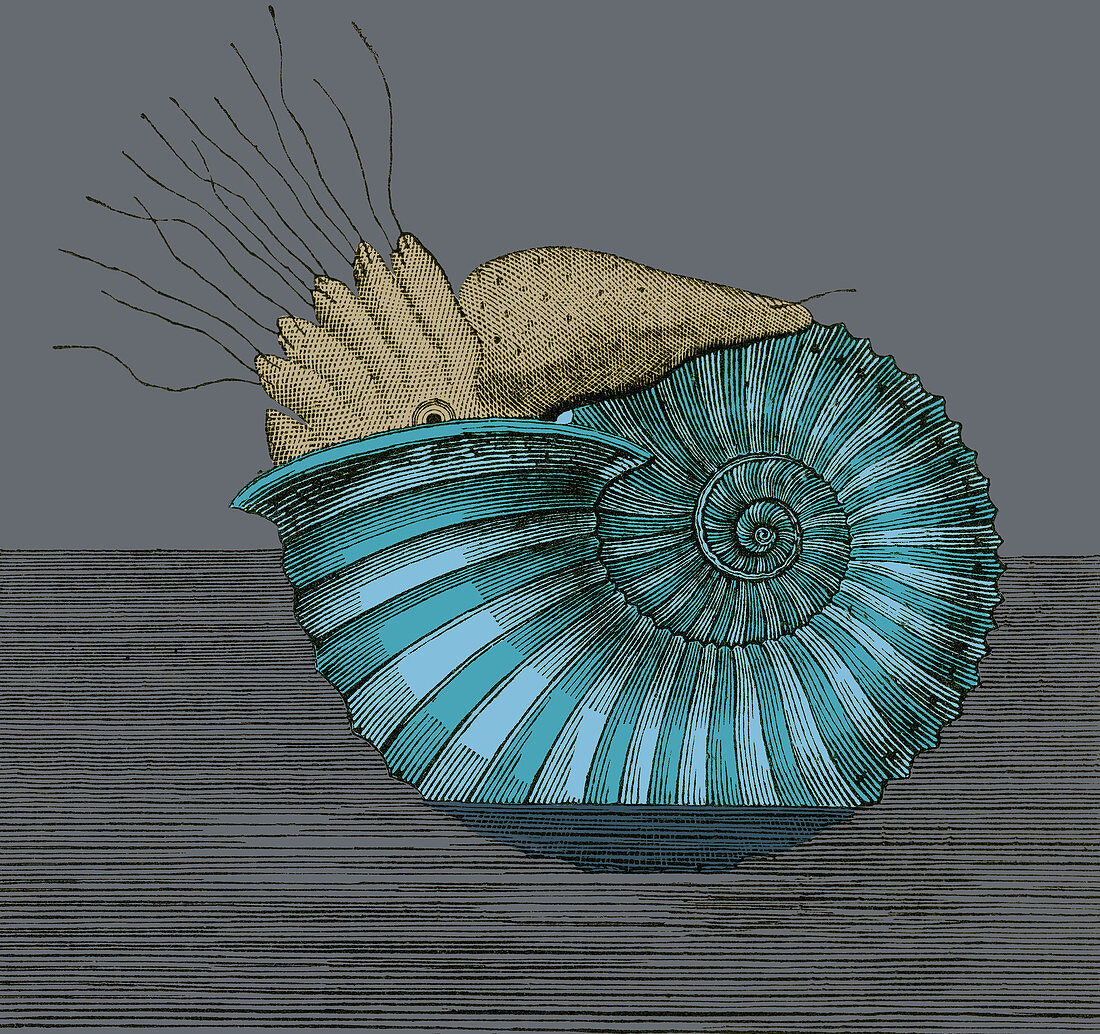 Jurassic Ammonite, Illustration