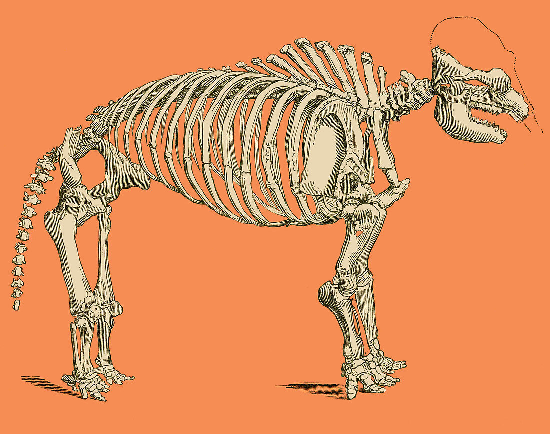 Mastodon Skeleton, Illustration