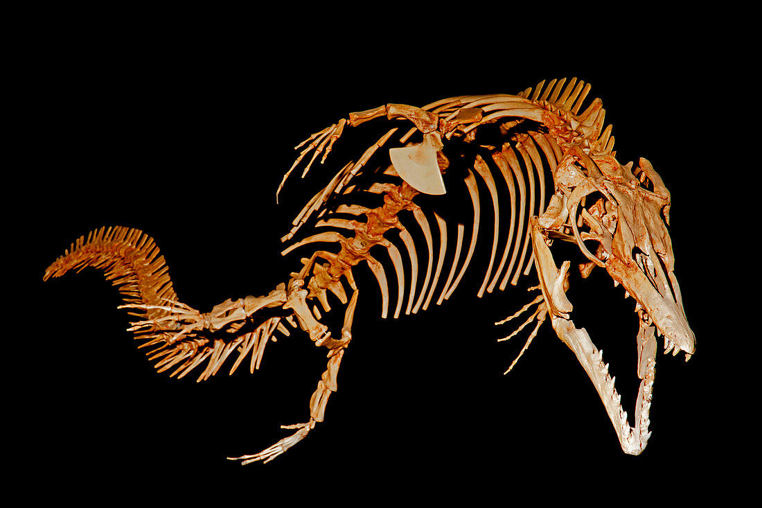Mosasaur, Fossil