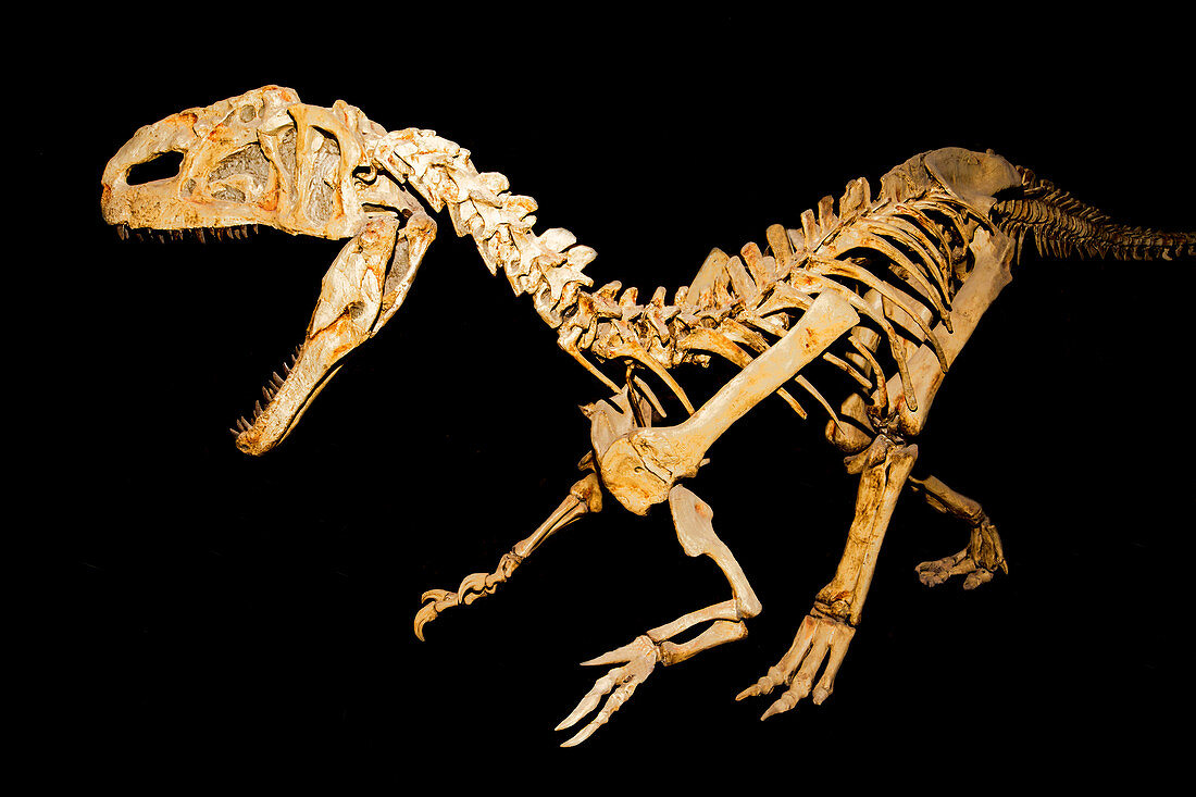 Monolophosaurus Dinosaur, Fossil