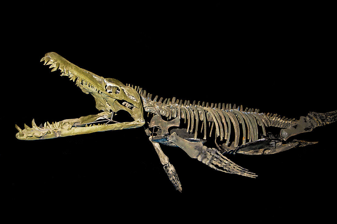 Tylosaur, Fossil