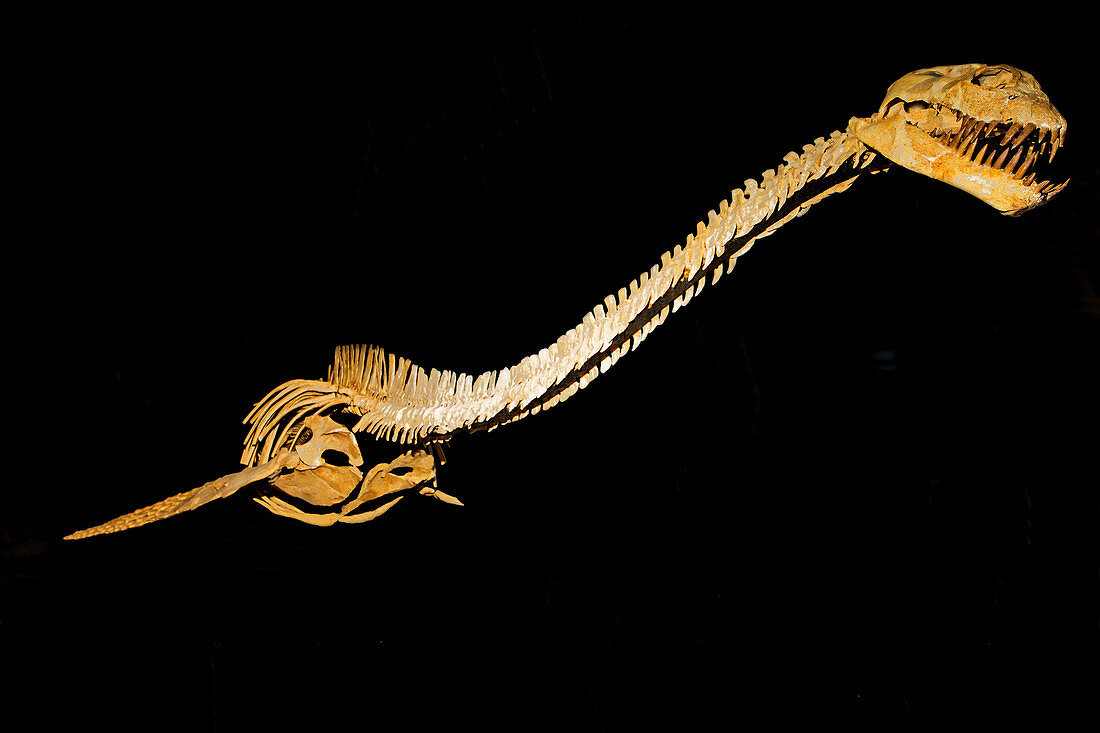 Zarafasaura oceanis, Fossil