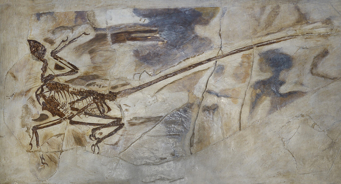 Microraptor Fossil