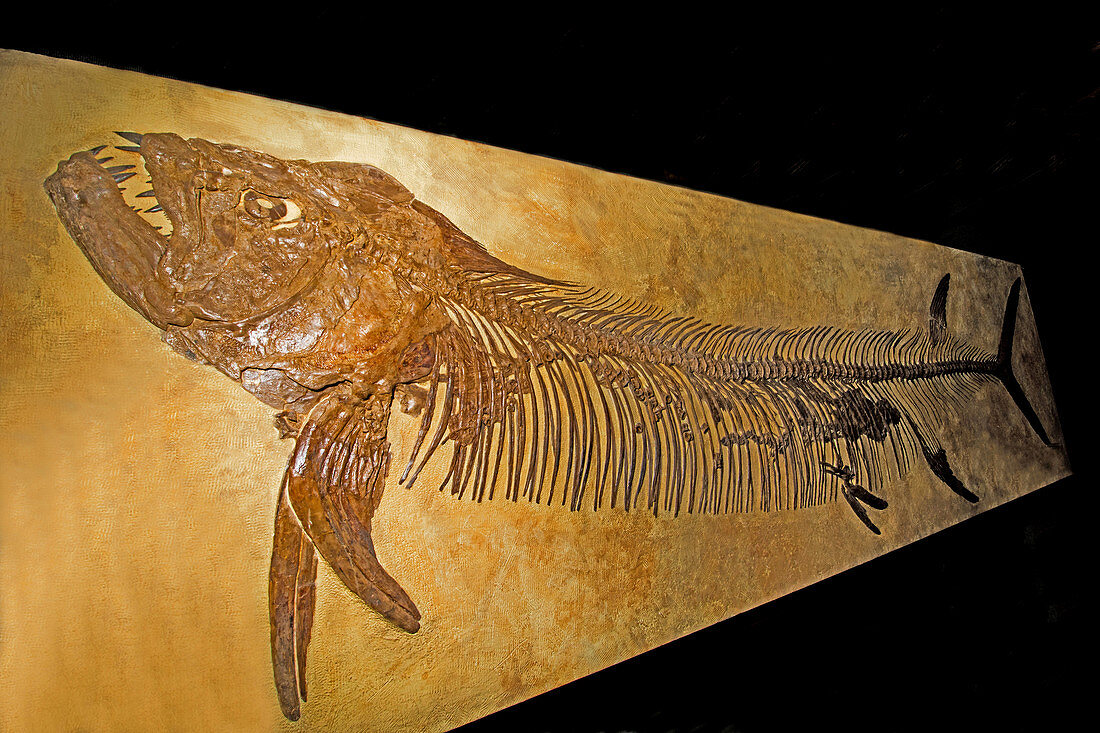 Xiphactinus Auudax Fish Fossil