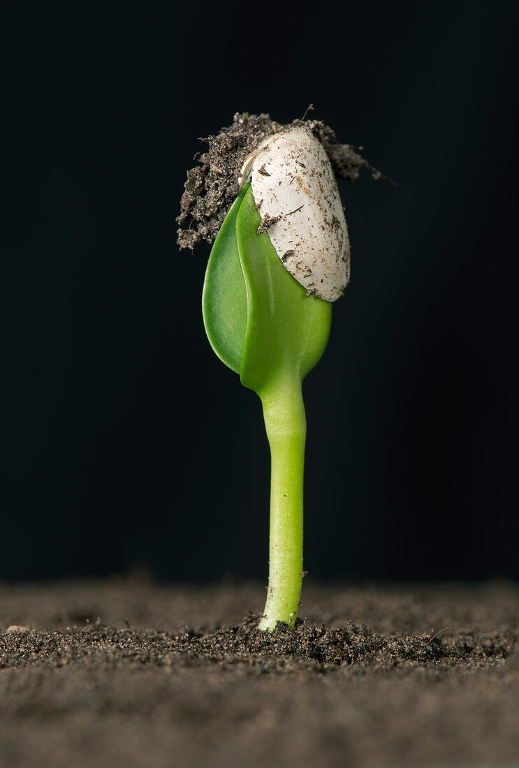 Sunflower seed germinating, 2 of 6