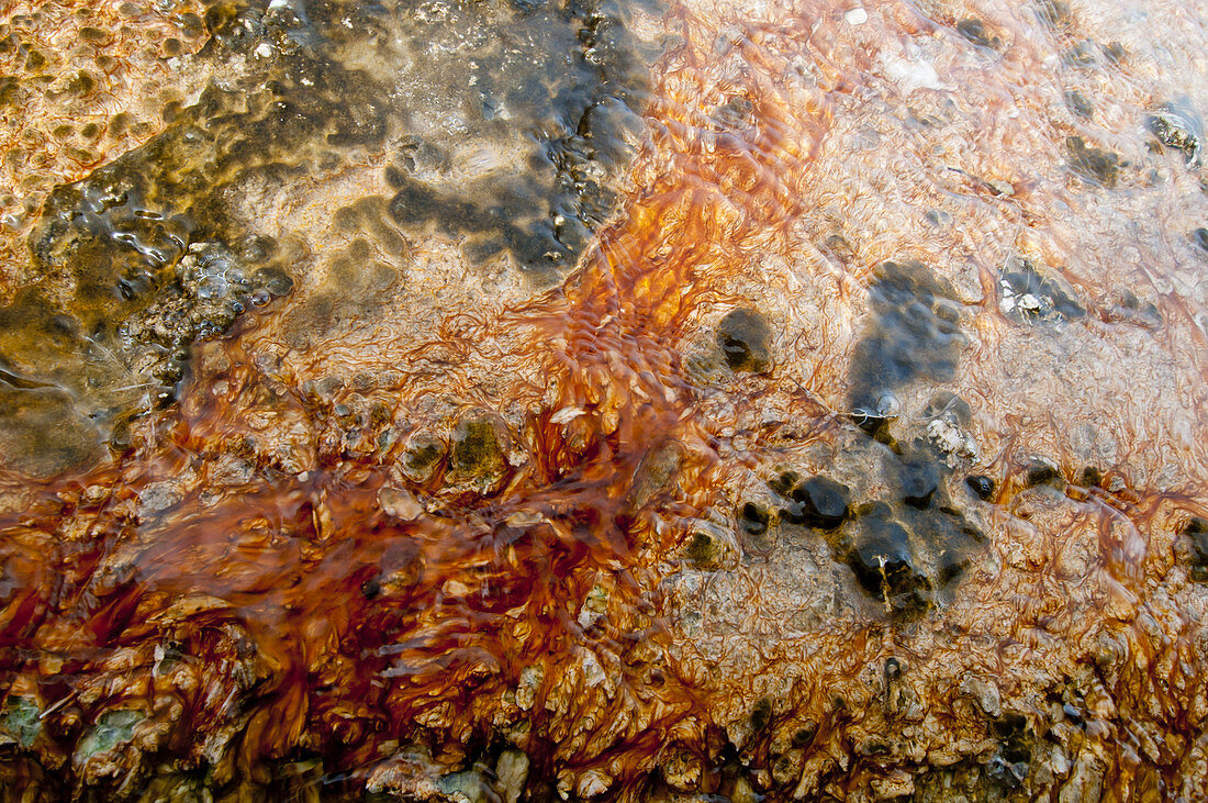Algae and Thermophilic Microorganisms in Hot Springs