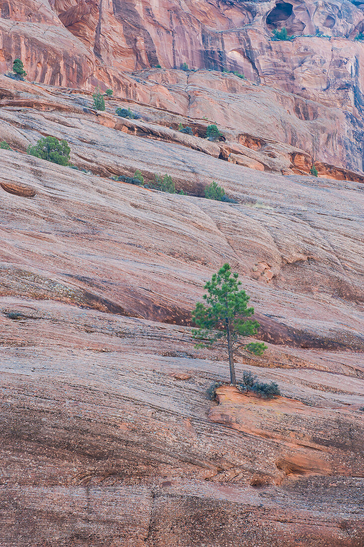 Tree on Cliff, Arizona, USA