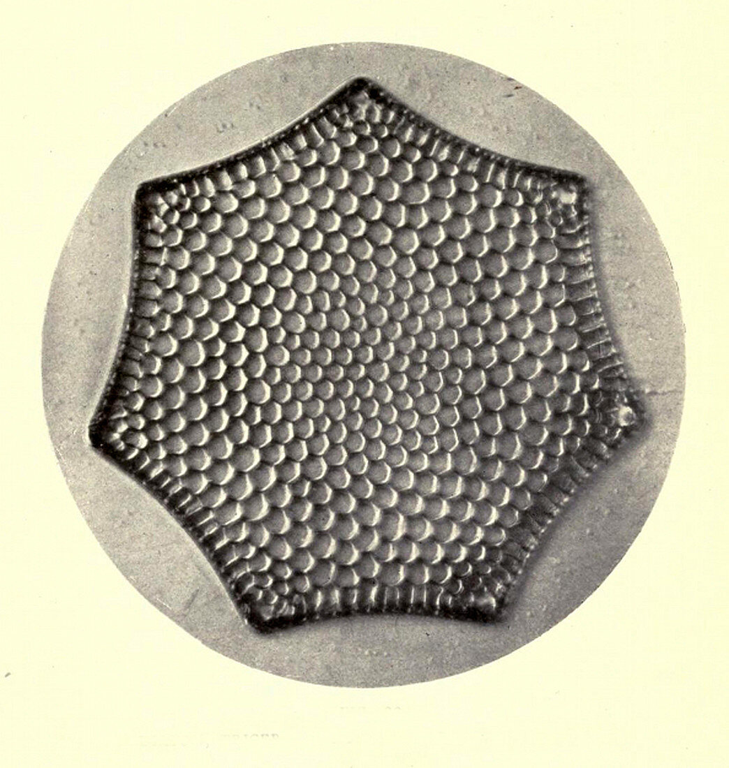 Diatom, Triceratium Favus, Early Photomicrograph