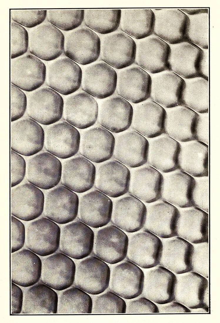 Portion of Beetle's Eye, Early Photomicrograph