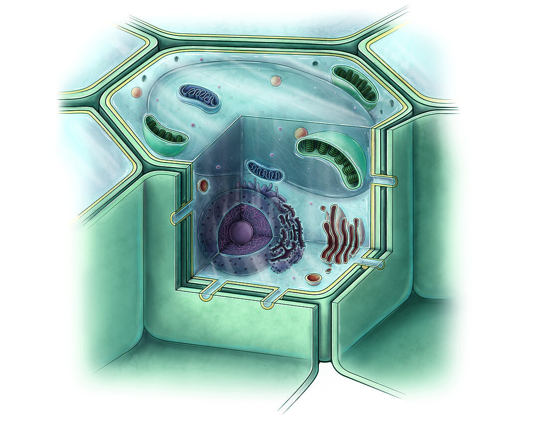 Plant Cell, Illustration
