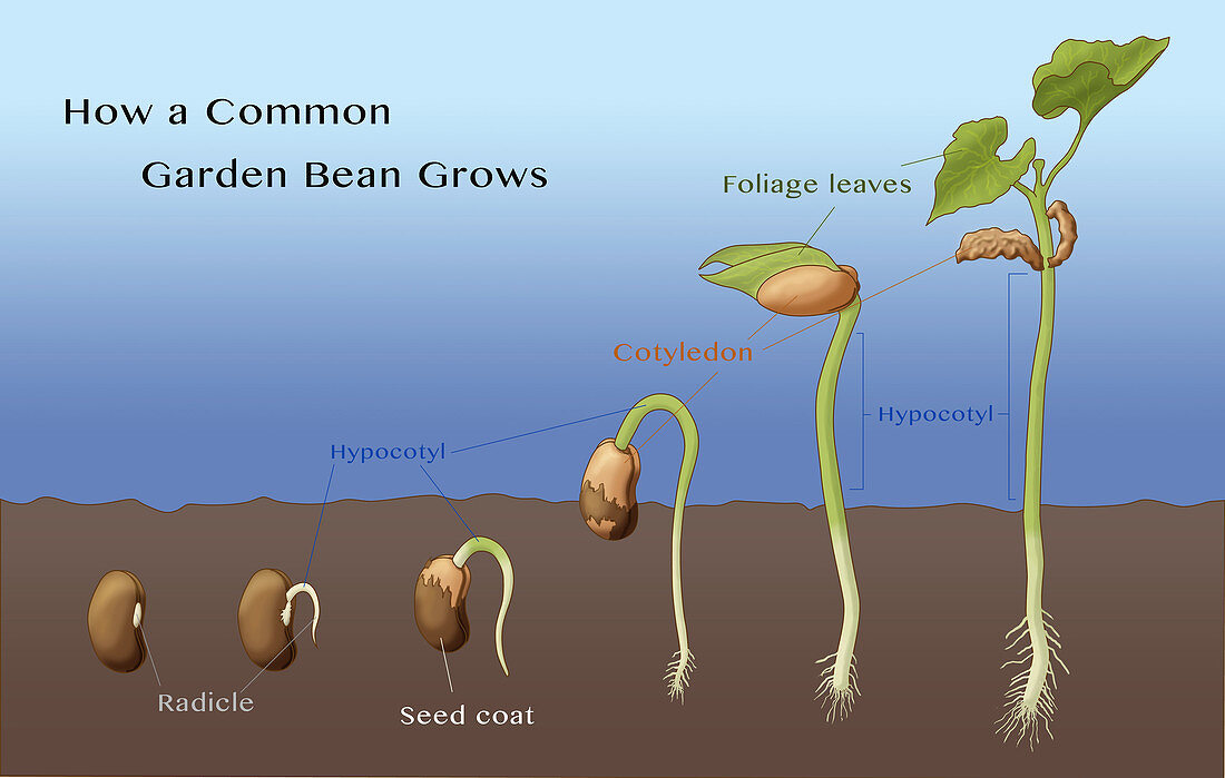 Bean Seed Germination, Illustration