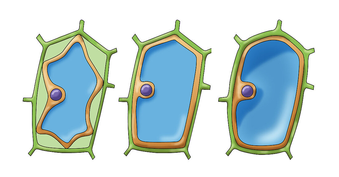 Osmosis in Plant Cells, Illustration