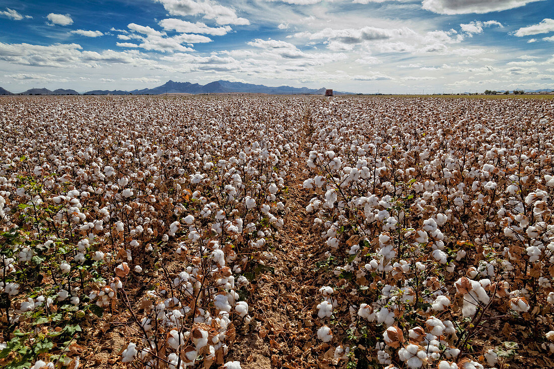 Cotton Harvest