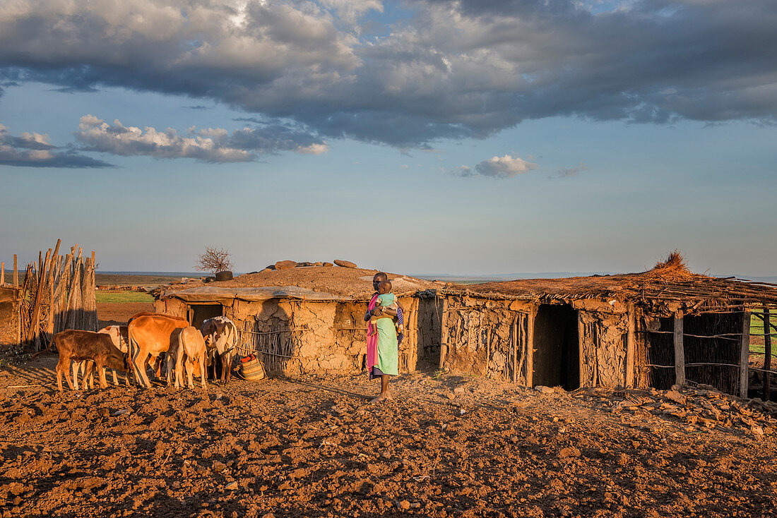 Maasai Cattle, Maasai Mara, Kenya