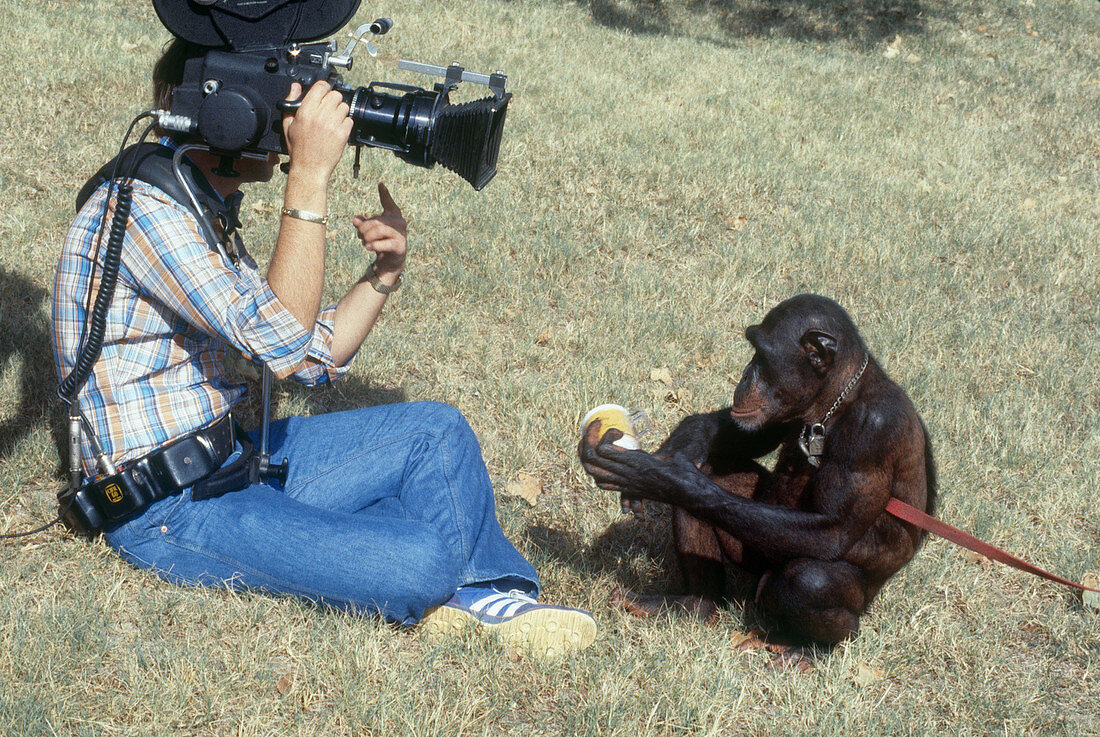 Ollie, Chimpanzee, part of language study