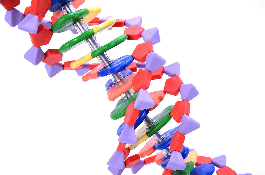 Double Helix DNA Molecular Model