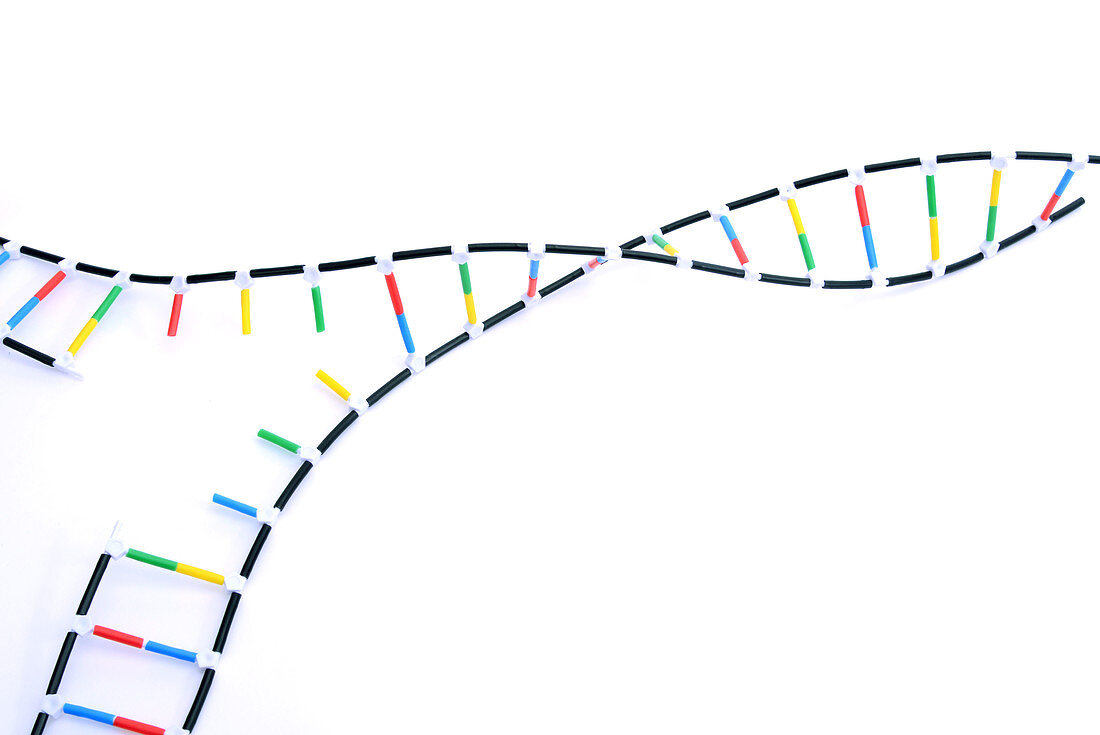 Double Helix DNA Model