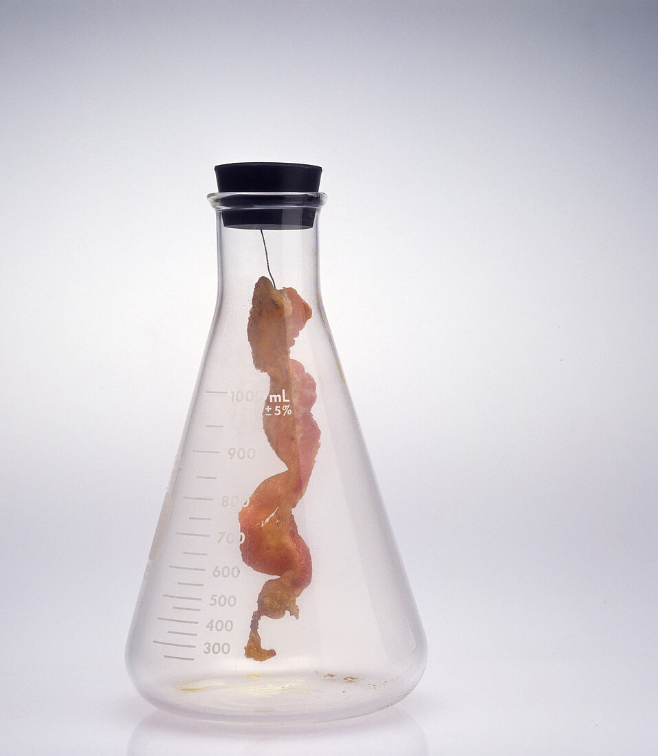Bacon Reacting with Bromine