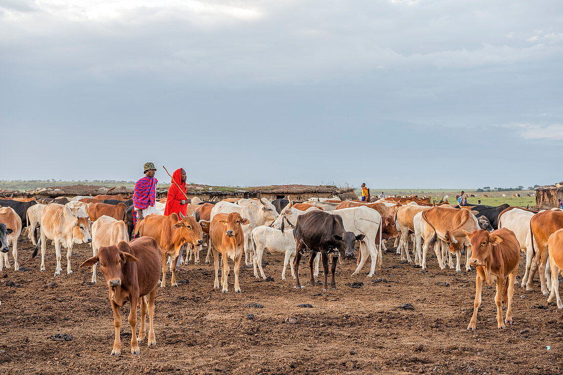 Cattle Herd, Maasai Mara, Kenya