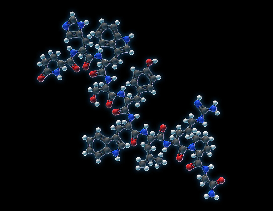 Triptorelin, Molecular Model