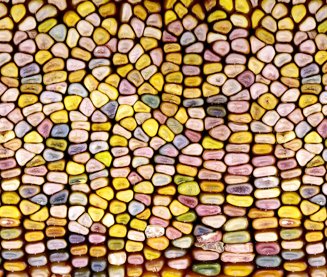 Slit-Scan Image of Flint Corn