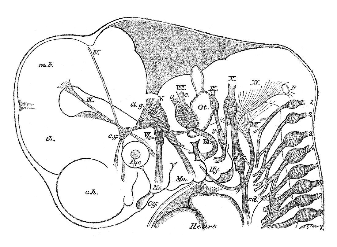 Human Embryo, Cranial Nerves