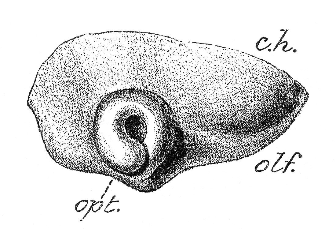 Human Embryo, Optic Vesicle Folded and Cupped