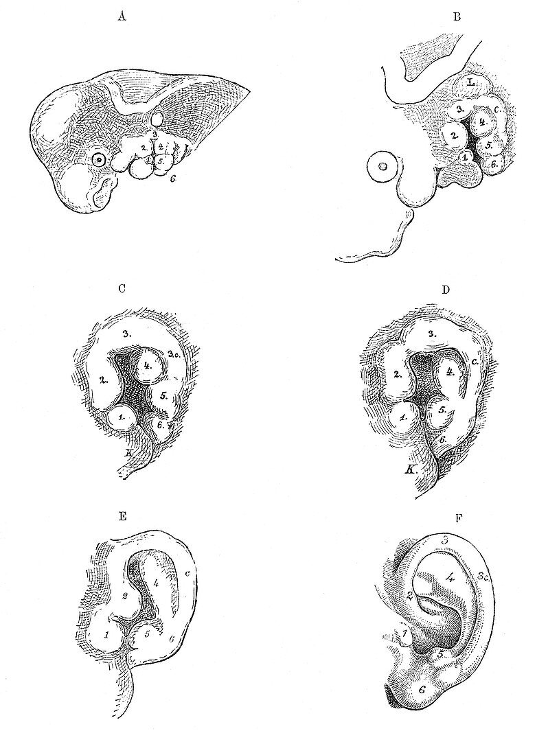 Human Embryo, External Ear Development