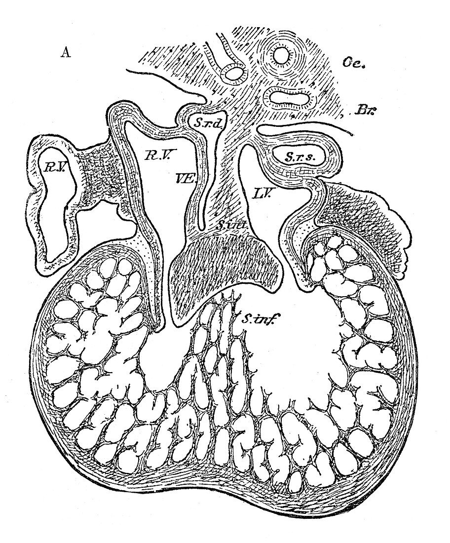 Human Embryo, Heart Development