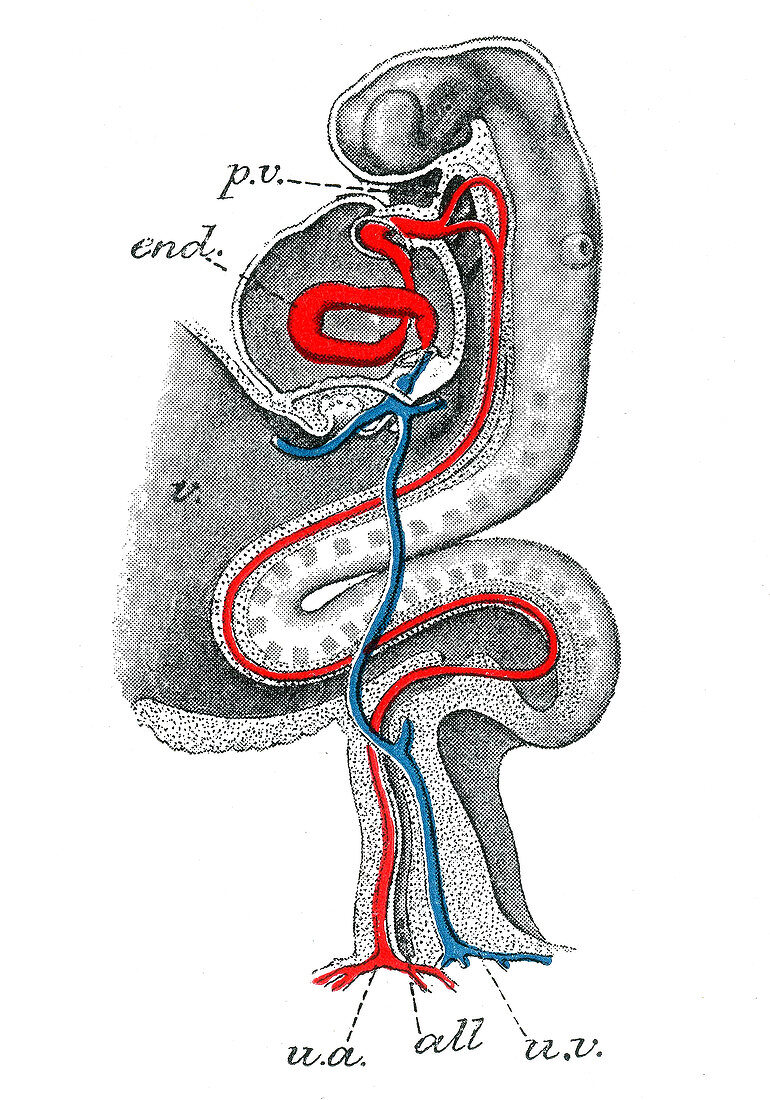 Human Embryo, 15 Days